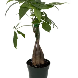 Money Tree Pachira Plant - 4 Inch Pot - Twisted Trunk - Easy Houseplant