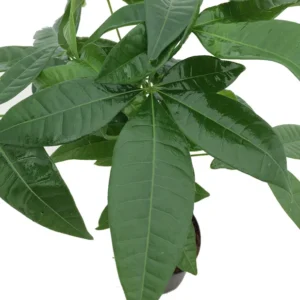 Money Tree Pachira Plant - 4 Inch Pot - Twisted Trunk - Easy Houseplant