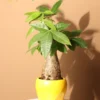 Money Tree Plant Pachira aquatica Thick Stump 4 inch Pot Indoor Luck