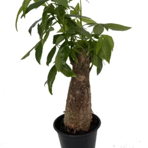 Money Tree Plant Pachira aquatica Thick Stump 4 inch Pot Indoor Luck