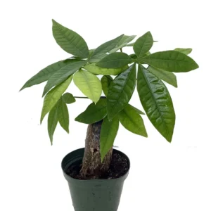 Money Tree Plant Pachira aquatica Thick Stump 4 inch Pot Indoor Luck