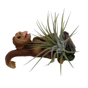 Monkey Ceramic Hanging Ornament with Live Tillandsia Air Plant Cute Decor