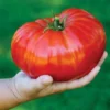 Monster Tomato Plant 2.5" Pot - The Whopper! Huge Fruit Variety
