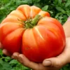 Monster Tomato Plant - The Whopper! - 4" Pot - Huge Fruit