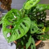 Monstera Adansonii Live Plant - Swiss Cheese Plant Indoor Potted