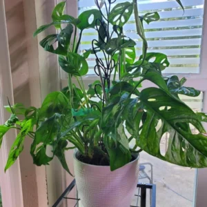 Monstera Adansonii Live Plant - Swiss Cheese Plant Indoor Potted