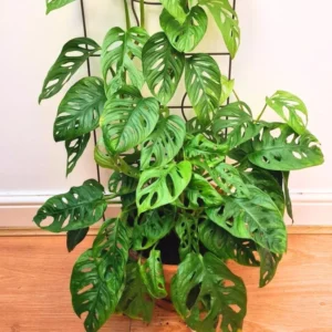 Monstera Adansonii Live Plant - Swiss Cheese Plant Indoor Potted
