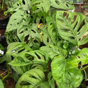 Monstera Adansonii Live Plant - Swiss Cheese Plant Indoor Potted