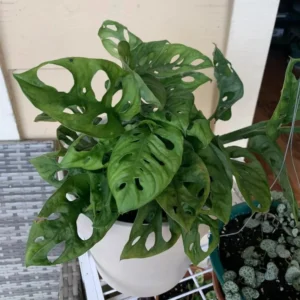 Monstera Adansonii Live Plant - Swiss Cheese Plant Indoor Potted