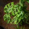Monstera Adansonii Swiss Cheese Plant - 2.5 inch Potted Indoor Plant