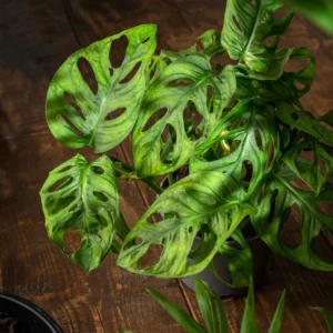 Monstera Adansonii Swiss Cheese Plant - 2.5 inch Potted Indoor Plant