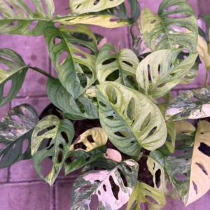 Monstera Adansonii Swiss Cheese Plant - 2.5 inch Potted Indoor Plant