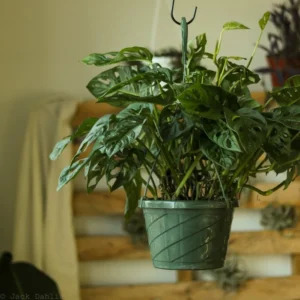 Monstera Adansonii Swiss Cheese Plant - 2.5 inch Potted Indoor Plant