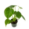 Monstera Deliciosa Air Purifying Houseplant 4" Pot - Easy Care Indoor Plant