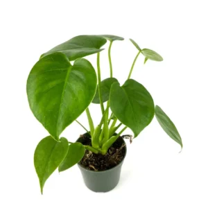 Monstera Deliciosa Air Purifying Houseplant 4" Pot - Easy Care Indoor Plant