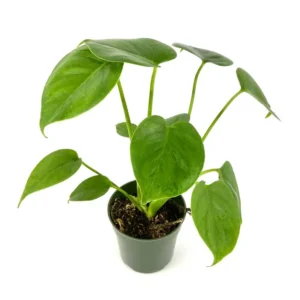 Monstera Deliciosa Air Purifying Houseplant 4
