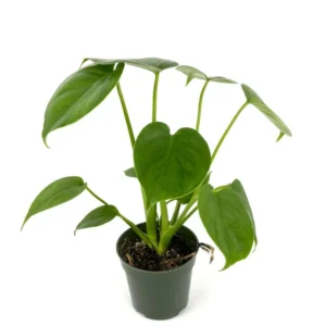 Monstera Deliciosa Air Purifying Houseplant 4