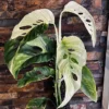 Monstera Laniata Variegated Plant - 3 inch Pot - Rare Tropical Houseplant