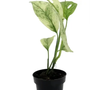 Monstera Laniata Variegated Plant - 3 inch Pot - Rare Tropical Houseplant