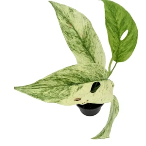 Monstera Laniata Variegated Plant - 3 inch Pot - Rare Tropical Houseplant