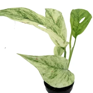 Monstera Laniata Variegated Plant - 3 inch Pot - Rare Tropical Houseplant