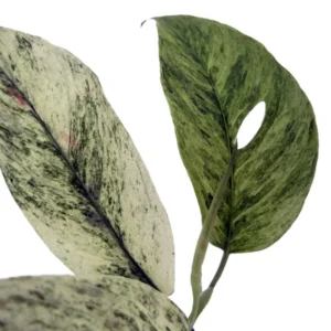 Monstera Laniata Variegated Plant - 3 inch Pot - Rare Tropical Houseplant