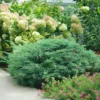 Montana Moss Juniper Groundcover - 4" Pot - Evergreen Deer Resistant