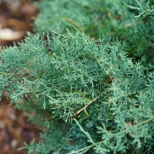 Montana Moss Juniper Groundcover - 4" Pot - Evergreen Deer Resistant