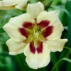 Moonlit Masquerade Daylily - Reblooming Hemerocallis - 4 Inch Pot