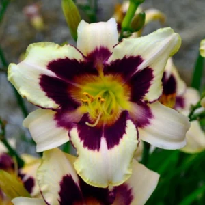 Moonlit Masquerade Daylily - Reblooming Hemerocallis - 4 Inch Pot