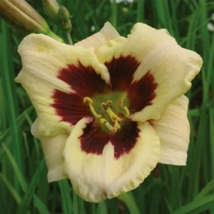 Moonlit Masquerade Daylily - Reblooming Hemerocallis - 4 Inch Pot