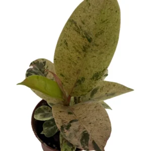 Moonshine Rubber Tree - Elastica Shivereana Ficus - 2.5 Inch Potted Plant