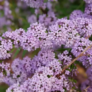 Mop Top Fountain Butterfly Bush Plant 4 inch Pot Purple Spring Blooming