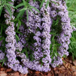 Mop Top Fountain Butterfly Bush Plant 4 inch Pot Purple Spring Blooming