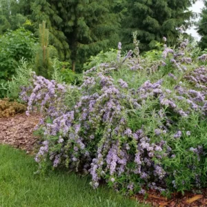 Mop Top Fountain Butterfly Bush Plant 4 inch Pot Purple Spring Blooming