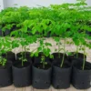 Moringa Oleifera Tree 2 Pack Live Plant 6 inch Miracle Tree Drumstick Horseradish Tree