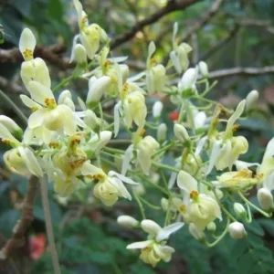 Moringa Oleifera Tree 2 Pack Live Plant 6 inch Miracle Tree Drumstick Horseradish Tree