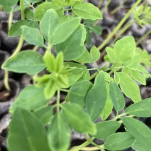 Moringa Oleifera Tree 2 Pack Live Plant 6 inch Miracle Tree Drumstick Horseradish Tree