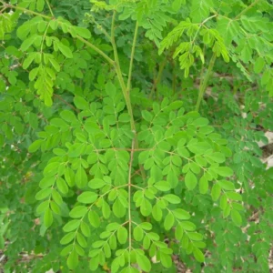 Moringa Oleifera Tree of Life - Miracle Tree, 20-24
