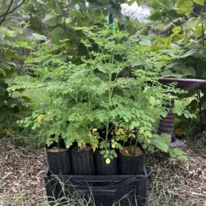 Moringa Oleifera Tree of Life - Miracle Tree, 20-24