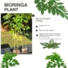 Moringa Trees Live Plants - Set of 2 Drumstick & Horseradish Tree Plants