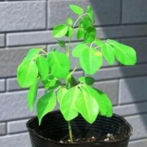 Moringa Trees Live Plants - Set of 2 Drumstick & Horseradish Tree Plants