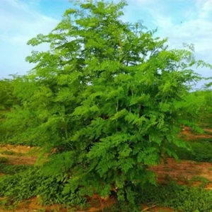 Moringa Trees Live Plants - Set of 2 Drumstick & Horseradish Tree Plants