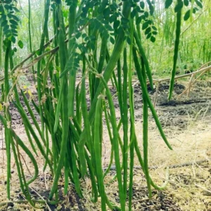 Moringa Trees Live Plants - Set of 2 Drumstick & Horseradish Tree Plants