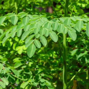 Moringa Trees Live Plants - Set of 2 Drumstick & Horseradish Tree Plants