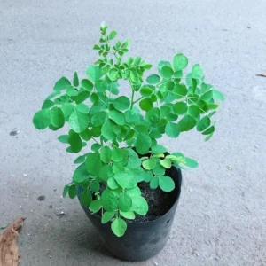 Moringa Trees Set - 4 Live Plants 6-8 Inch Drumstick Horseradish Tree