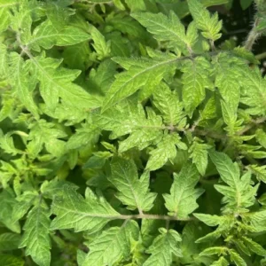 Mortgage Lifter Tomato Plant - Large Fruit Variety - 4 Inch Pot - Garden Ready