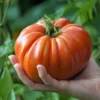 Mortgage Lifter Tomato Plant - Large Fruit in 2.5" Pot
