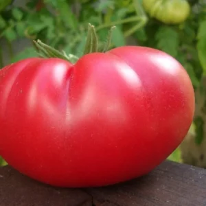 Mortgage Lifter Tomato Plant - Large Fruit in 2.5" Pot