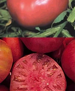 Mortgage Lifter Tomato Plant - Large Fruit in 2.5